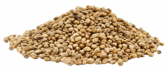 Konopljini proteini